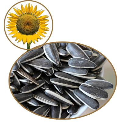 China Organic Raw And Dried Sunflower Seed 363 Natural Farm Products for sale