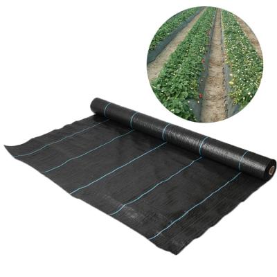 China White Garden Used EGP HDPE Hail Protection Net Large For Apple Tree Agriculture for sale