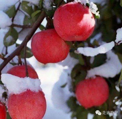 China Chinese organic apple fresh delicious and juicy fresh organic Fuji red sweet crunchy fruit for sale for sale