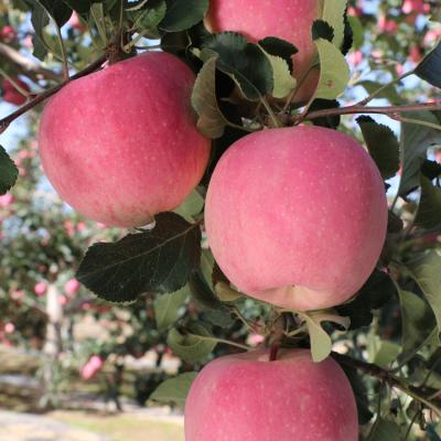 China China Jingning fresh red delicious apples for sale for sale