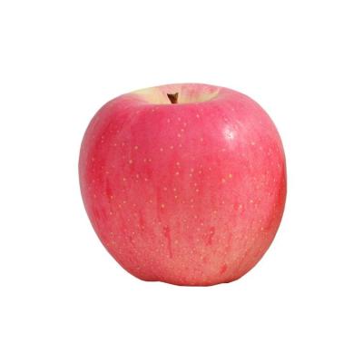 China Good High Quality Farmer Fresh Authentic Red Fuji Big Apple in Bulk for sale