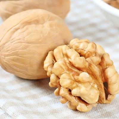 China 100% Natural Healthy Food Rich Nutrition Walnuts In Shell Dry Thin Walnuts for sale