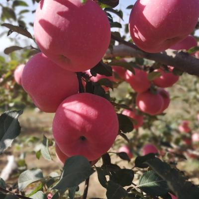 China Export price wholesale fresh apple fresh fruit for sale