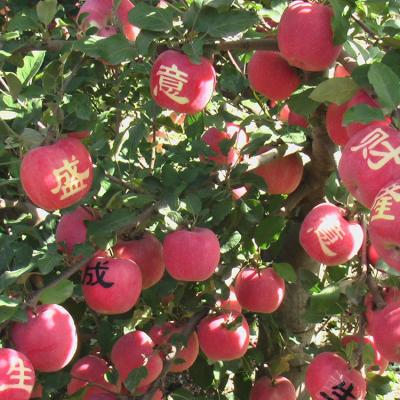 China Fresh Organic Delicious Fresh Apple Fruit for sale