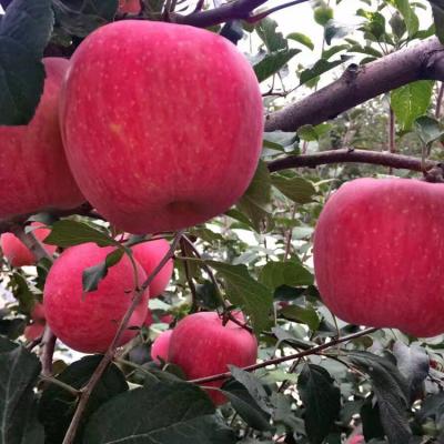 China Fresh fruit fresh red organic apples for sale