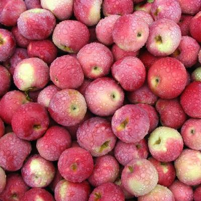 China Fresh fruit fresh red organic apples for sale