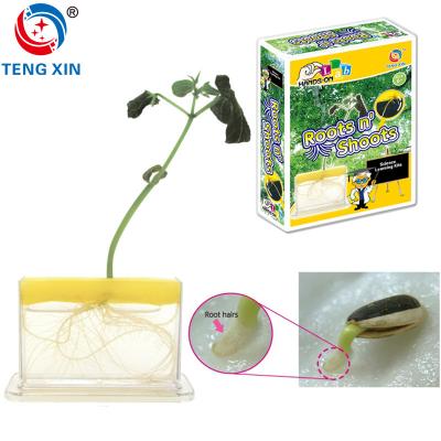 China Observe the plant roots science educational toys for children 22.5*16.5*6cm 22.5*16.5*6 cm for sale