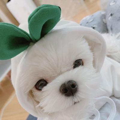 China New Sustainable Pet Clothes Autumn And Winter Dog Teddy Cat Plush Hooded Sweater Pet Products White Radish for sale