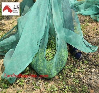 China Chinese Credible Warehouse Supplier Harvest Olive Used Olive Net for sale