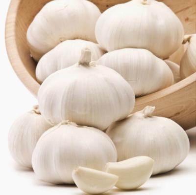 China China fresh fresh garlic and ginger, new culture 4p .5p .3p pure white garlic, hot sales for sale