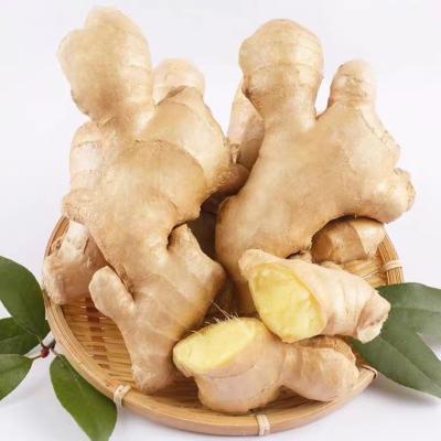 China Newest Fresh Ginger Culture From China Dried Organic Fresh - Worldwide Export - Better For Your Health for sale