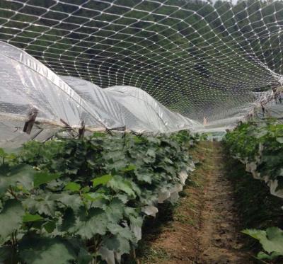 China Durable And Strong Hot Selling Agricultural Netting Made Of Nylon Net Used As Anti Bird Nets for sale