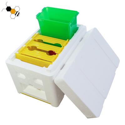 China Farms Beekeeping Tool Plastic Nuc Box Mating Box Nuc Box for sale