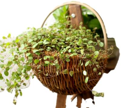 China Natural Hot Sale Flower Basket Hanging Willow Wall Flower Well Sell Flower for sale