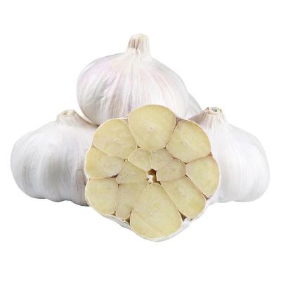 China 2020 Fresh Garlic Fresh White Garlic For Wholesale In Low Price for sale