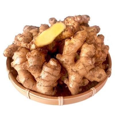 China Fresh Chinese Ginger Newest Ginger Fresh Ginger for sale