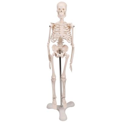 China Student Medical Student Study Mini Body Skeleton Model Of Human Skeleton Teaching Model for sale