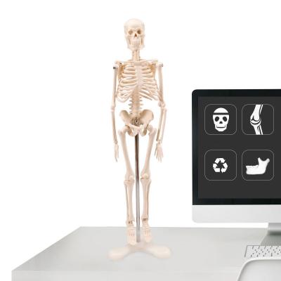 China Study Human Mini Skeleton Model Of Skeleton Teaching Model Student Study Simulation Medical Student for sale