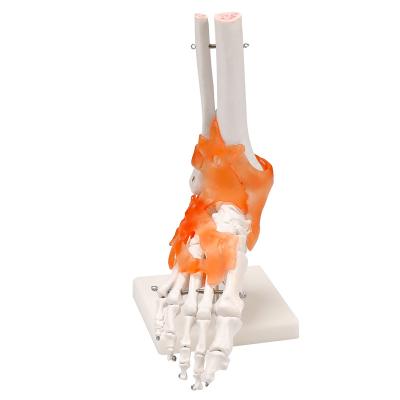 China For Teaching Research Human Foot Bone Model Toe Joint Bone Foot Bone Model Medical Teaching Aids Toe Joint Teaching for sale