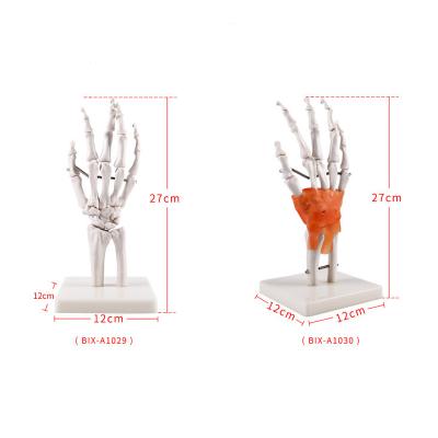 China Medical School Life Size Hand Bone Model Advanced Simulation Human Teaching Hand Joint Skeletal Model With Ligament for sale