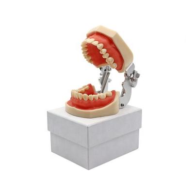 China Durable Human Anatomy Pathology Teaching Nursing Teeth Oral Medical Training Molar Model for sale