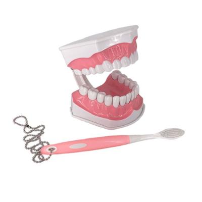 China Realistic Human Simulation Dental Care Medical Students Dental Teaching Children Brushing Tooth Model Tooth Brush Model for sale