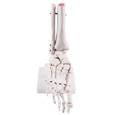 China For Teaching Research Medical Model Teaching Aids Toe Joint Toe Joint Bone Foot Bone Foot Bone Model for sale