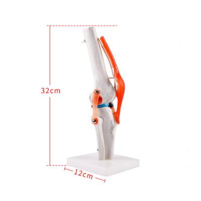 China High Quality Medical School Teaching Training Life Size Material Model Human Skeletal Knee Joint Model for sale