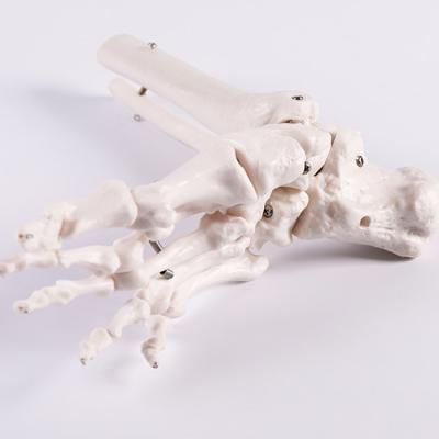 China For Human Simulation Standard Toe Joint Bone Foot Bone Model Teaching Research Medical Teaching Aids Toe Joint Teaching for sale