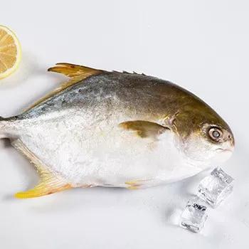 China Factory Price Low Salt Wholesale Seafood Pompano Fish 300g-400g Non Chemical Frozen Pompano Golden Fish for sale