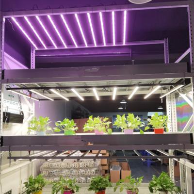 China Popular Vertcal Seed Starting Grow LED Strip Grow Light For Lettuce And Strawberry 24w Led Grow Light for sale