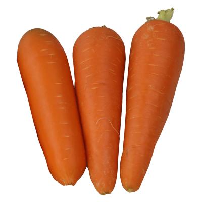 China 2021 New China Fresh Vegetable Fresh Carrot In China For Export for sale