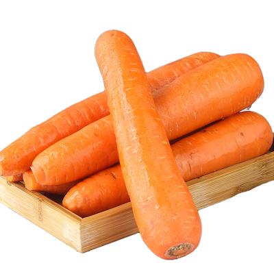 China China Farm Natural Fresh Carrot Fresh Carrot Export for sale