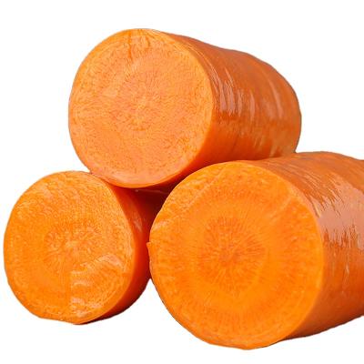 China Good Quality Large Fresh Carrot Bulk Bulk Carrots for sale