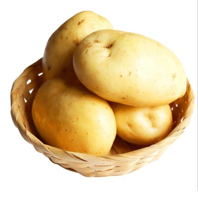 China Belgium's Best Fresh Selling Fresh Potato, Holland Potatoes Fresh for sale