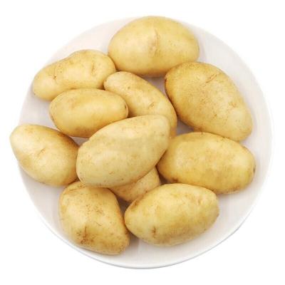 China fresh fresh yellow potato supplier in china with cheap price for sale