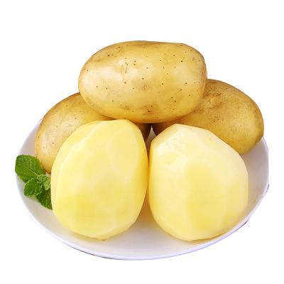 China Fresh potato given for export price on fresh potato price per ton for sale