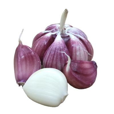 China Fresh cultured garlic 2021 wholesale chinese fresh garlic new in bulk for import/export in low price for sale