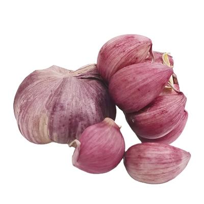 China Fresh Fresh White Garlic , Best Purple Garlic Egypt Garlic For Wholesale for sale