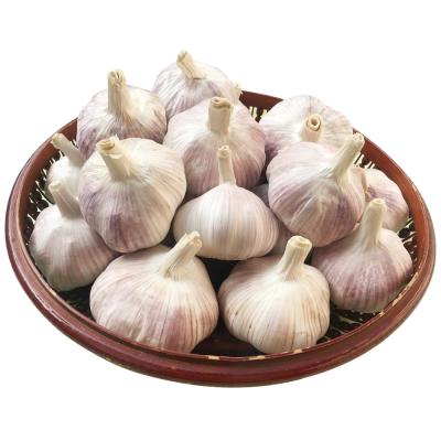 China Small Fresh Fresh Garlic Normal White Garlic Price In China for sale