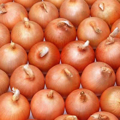 China Fresh red /yellow onion bulk fresh with best price onion price ton for sale