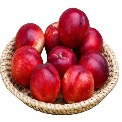 China Sweet and tasty nectarine from fresh peach from fresh nectarine fruit for sale