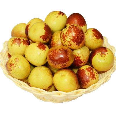 China Nutritious wholesale special date fresh fruit winter crispy high quality jujube for sale