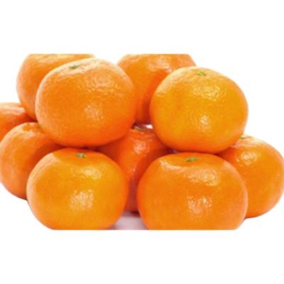 China Popular health healthy and fresh juicy tangerine fresh for sale