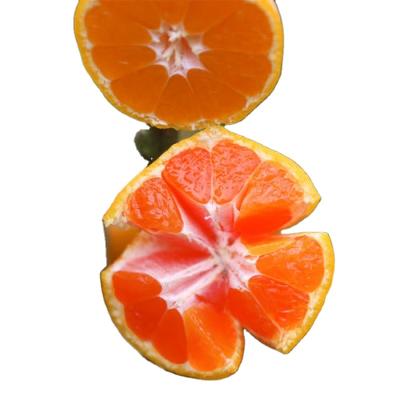 China Fresh High Quality Competitive Price Fresh Tangerine for sale