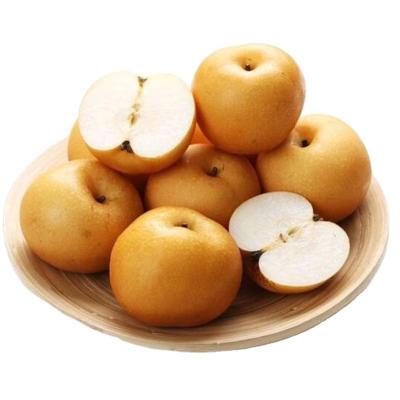 China Yue qiu qiu Shandong fresh high quality low price sweet and juicy pear for sale