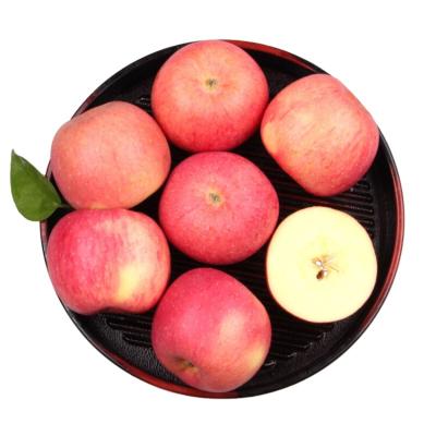 China Wholesale high quality fresh royal gala apples from china with low moq for sale