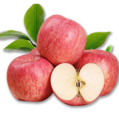 China Chinese Hot Selling Fresh High Quality Fuji Red Fresh Apple for sale