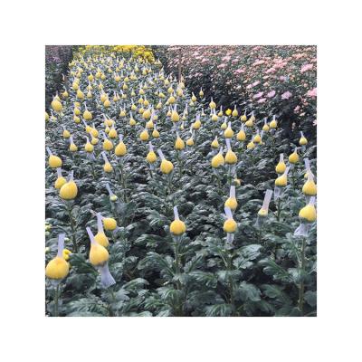 China Environmental protection best quality factory direct sale cheap plastic flower support chrysanthemum net for sale