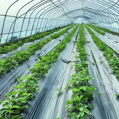 China Commercial Greenhouse Single Span Tunnel Film Greenhouse with 30 Days Return Guarantee for sale